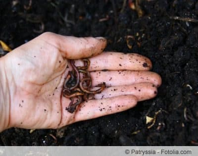 Wurmhumus ist ein ökologischer Dünger - ideal für den Biogarten