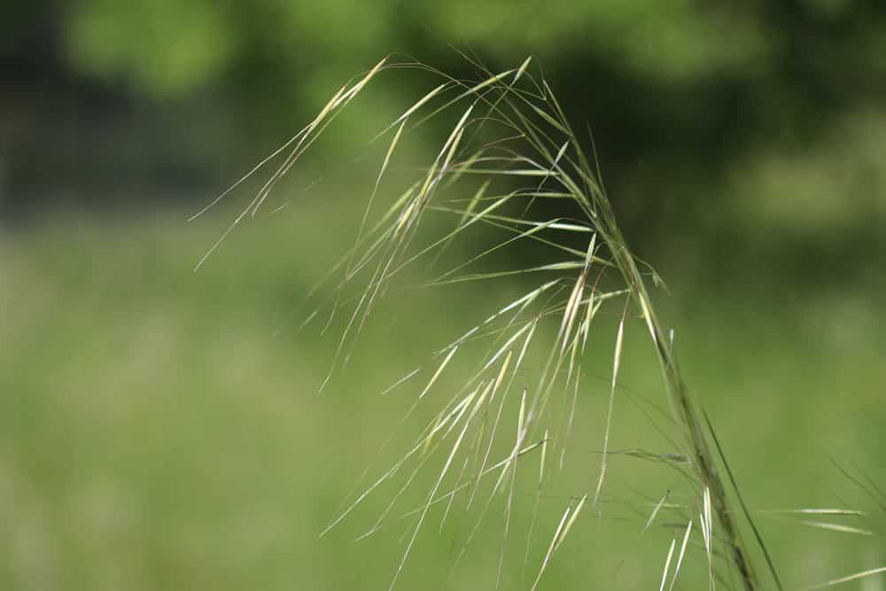 Riesen-Federgras - Stipa gigantea