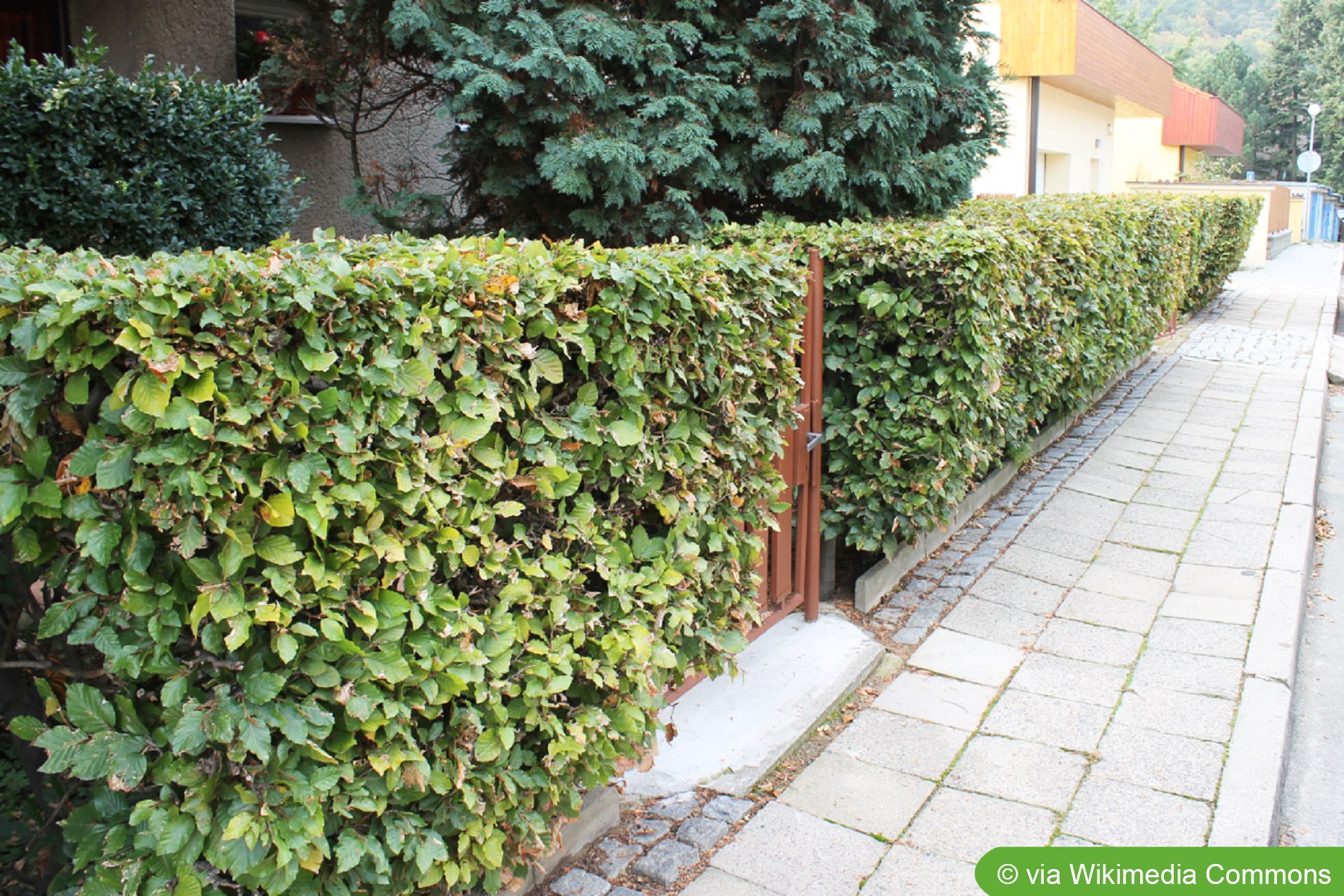 Rotbuchenhecke - Pflanzen, Pflege und Schneiden - Hausgarten.net