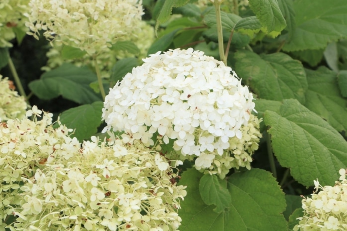 Schneeballhortensie 'Annabelle'