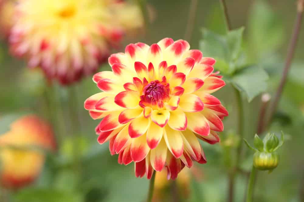 dekorative Dahlie - Dahlia hortensis