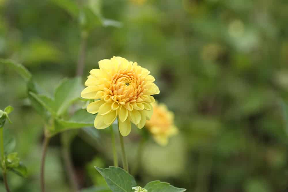 pompom Dahlie - Dahlia hortensis