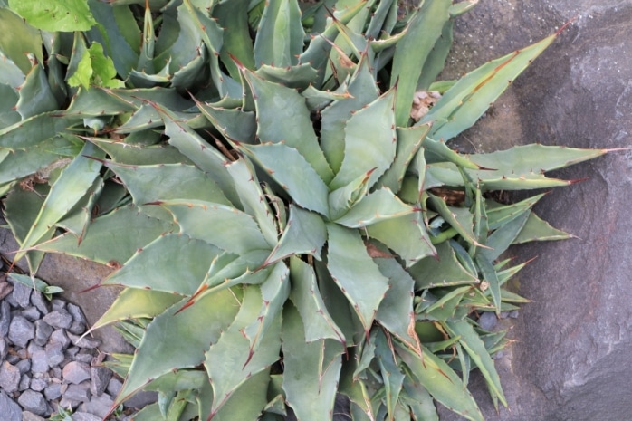 Agave parryi