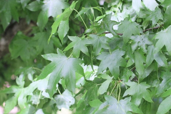 Amberbaum (Liquidambar styraciflua)