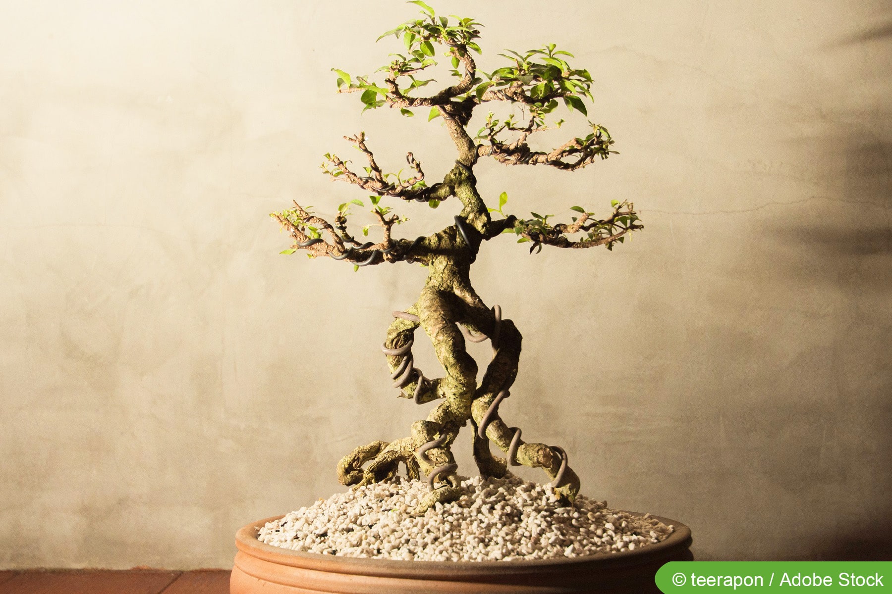 bogenhanf samen kaufen Sansevieria 3er Set