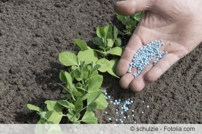 Blaukorn ist nicht generell giftig - informieren Sie sich genau