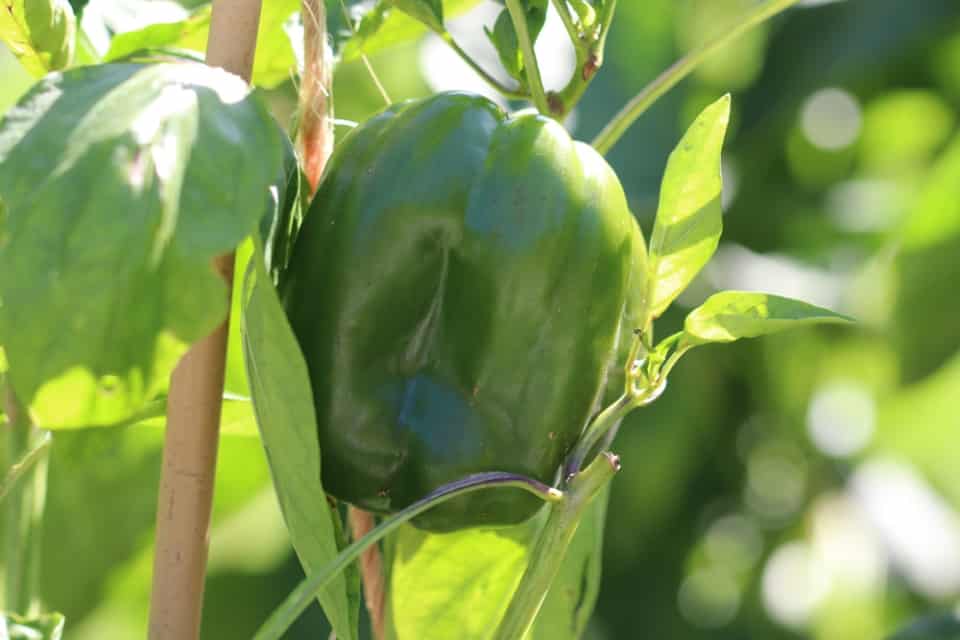 Paprika überwintern, Überwinterung von Paprikapflanzen