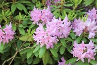 Rhododendron