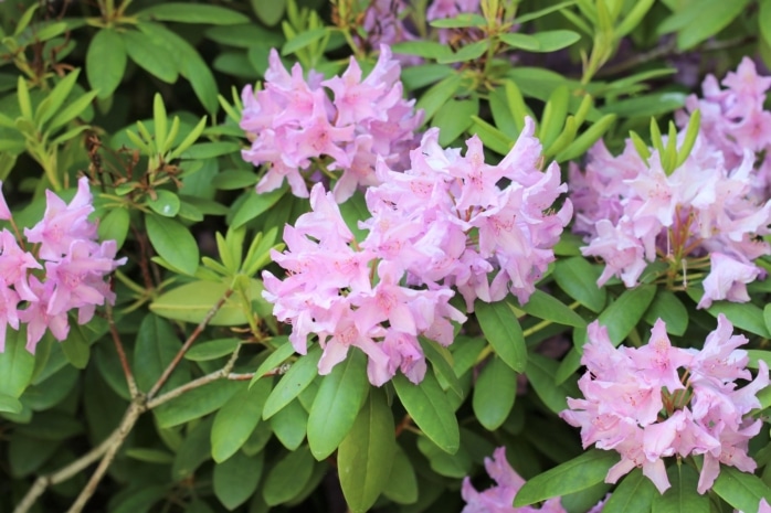 Rhododendron