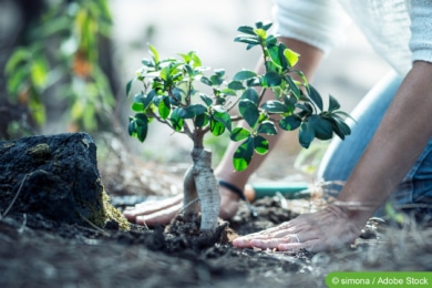 Bonsai pflanzen