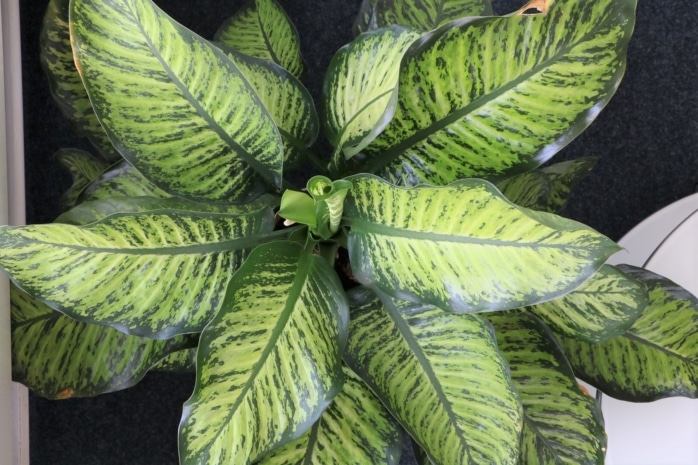 Dieffenbachie (Dieffenbachia)