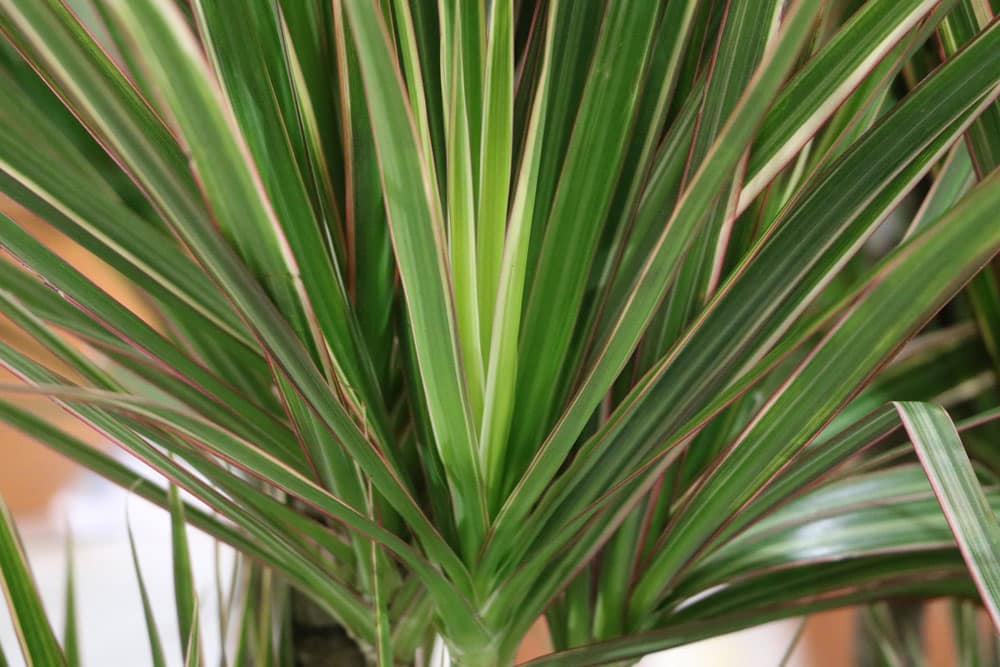 Dracaena marginata