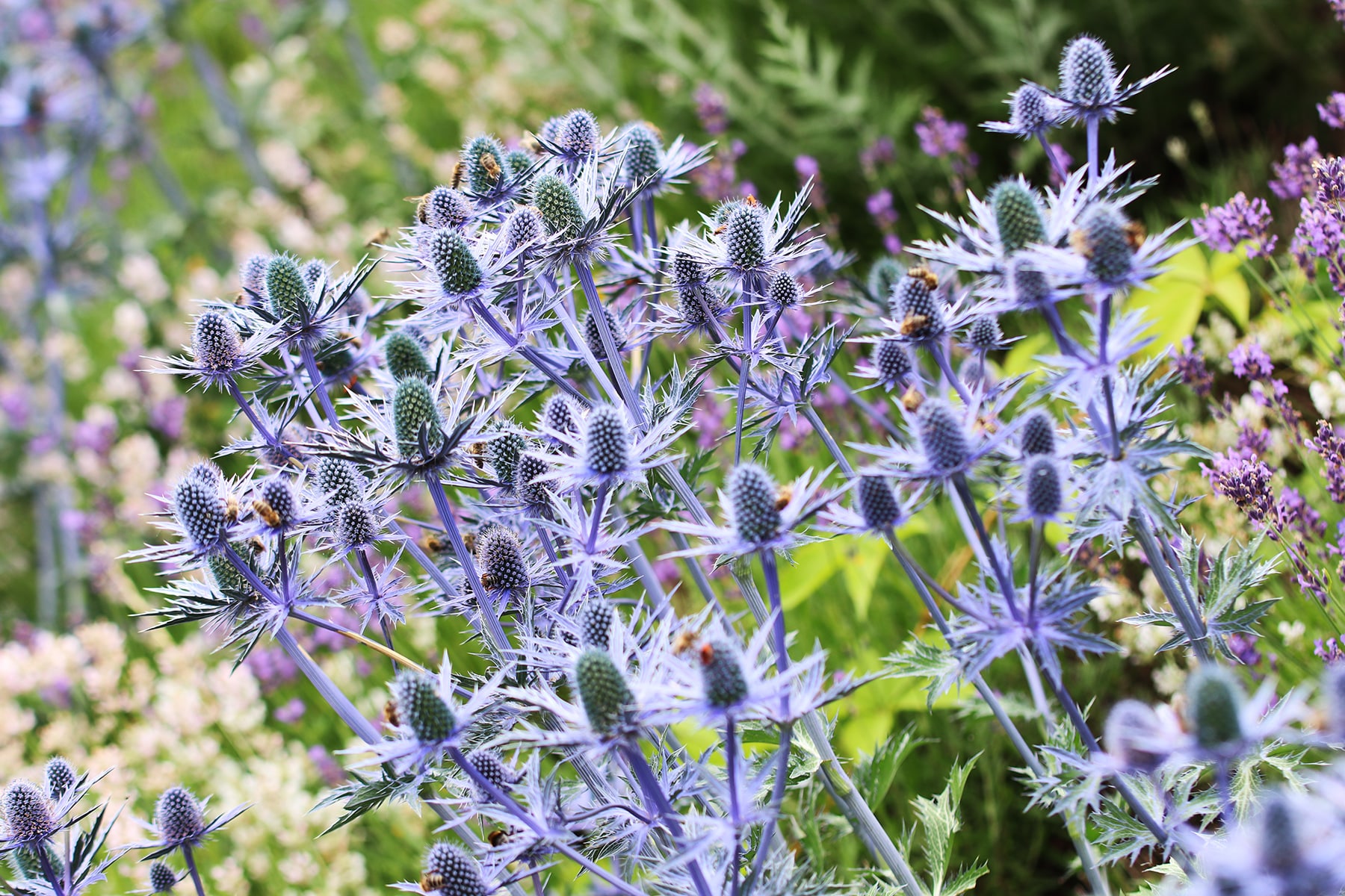 Edeldistel - Mannstreu - Eryngium