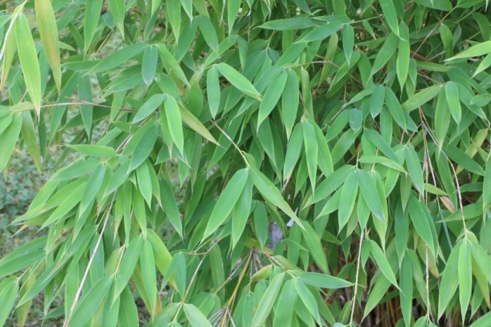 Muriel-Bambus (Fargesia murielae)