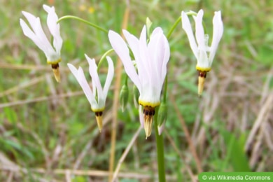 Götterblume (Dodecatheon meadia)