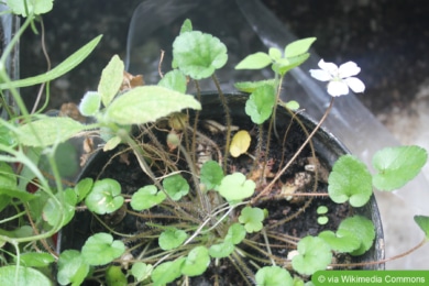 Reiherschnabel (Erodium reichardii)