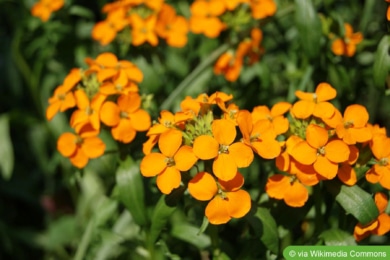 Schnöterich (Erysimum x allionii)