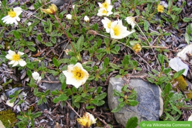 Silberwurz (Dryas octopetala)