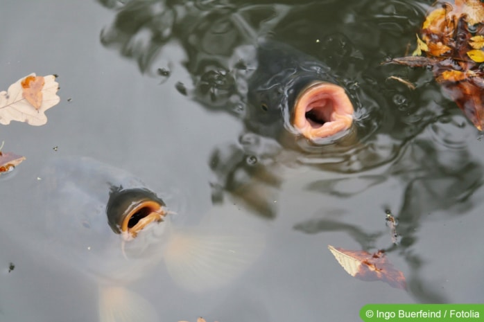 Fische (Karpfen) schnappen nach Luft an Teichoberfläche