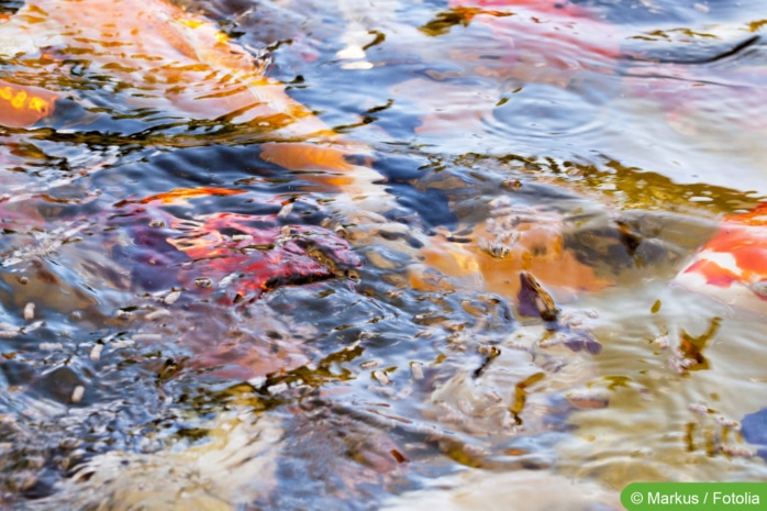 Klares Teichwasser mit Fischen