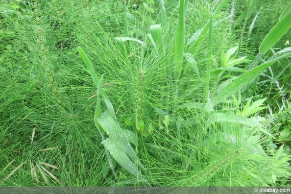 AckerSchachtelhalm im Rasen und Garten vernichten