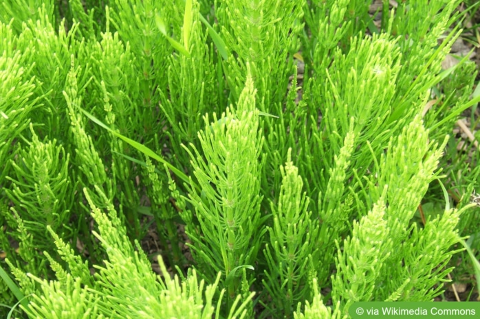 Acker-Schachtelhalm (Equisetum arvense)