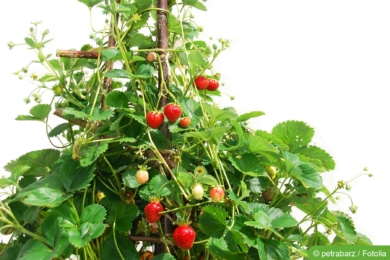 Klettererdbeeren im Topf