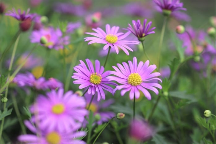 Blaues Gänseblümchen (Brachyscome iberidifolia)