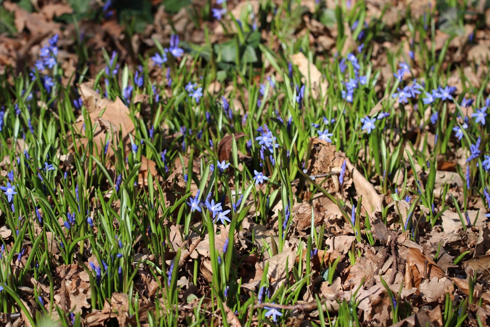 Blaustern