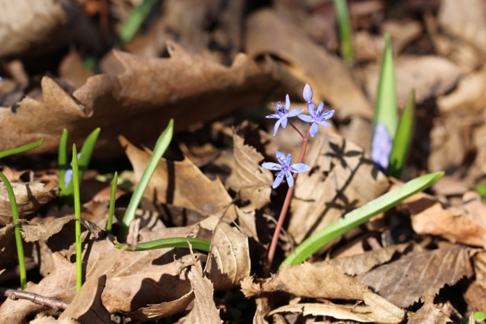 Blaustern