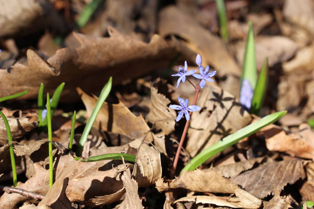 Blaustern