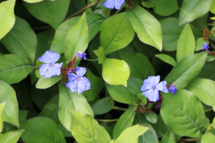 Chinesischer Bleiwurz (Ceratostigma plumbaginoides)