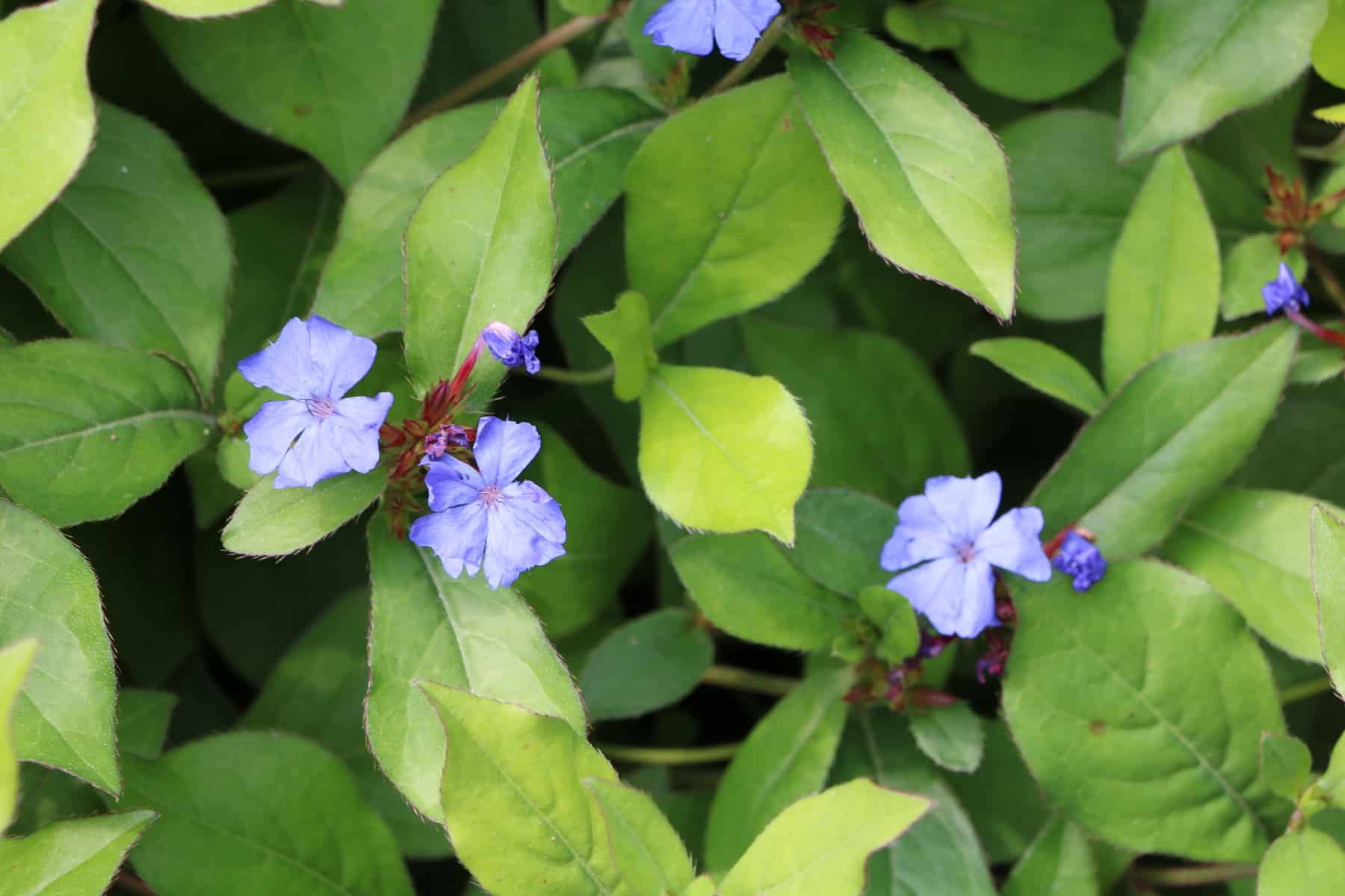 Blauer Bleiwurz, Ceratostigma plumbaginoides - Pflege-Tipps - Hausgarten.net
