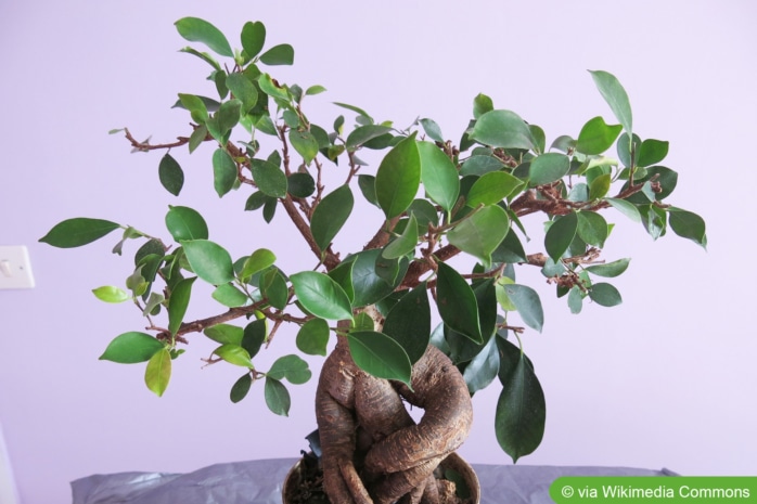 Chinesischer Feigenbaum (Ficus retusa)