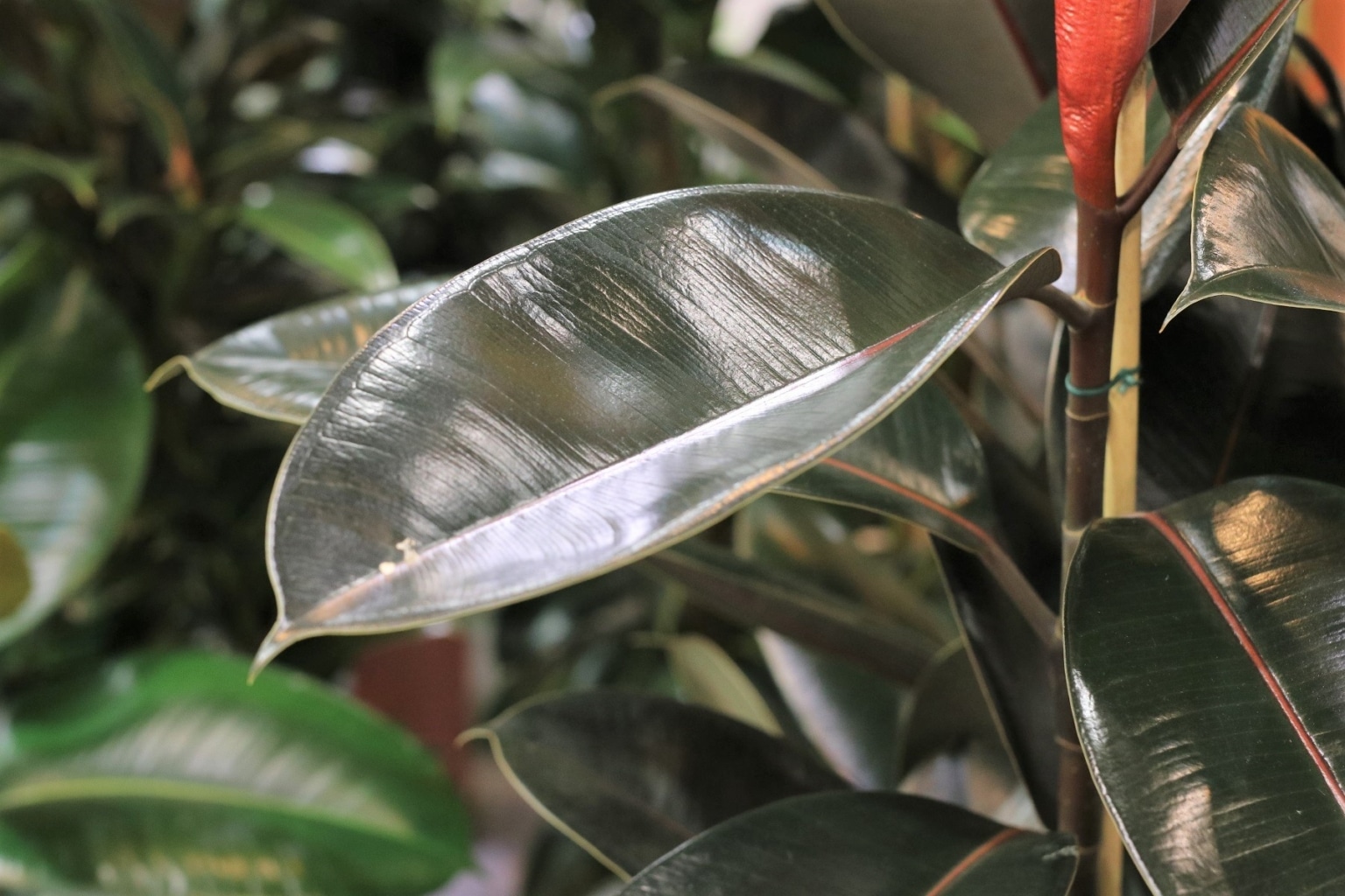 Ficus elastica Sorten, Standort und PflegeTipps