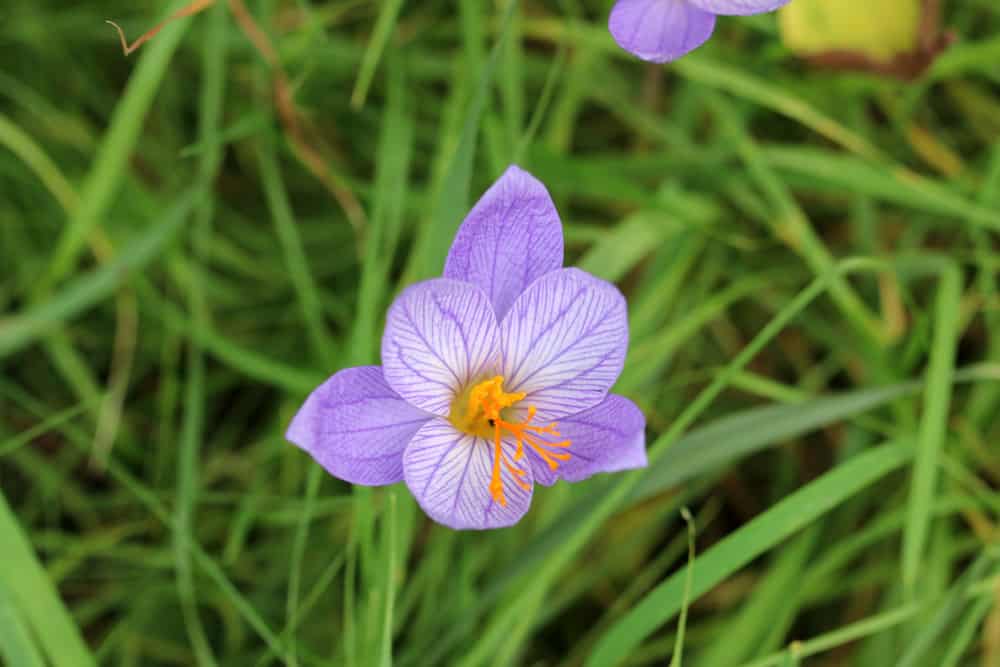 Herbstzeitlose - Colchicum autumnale