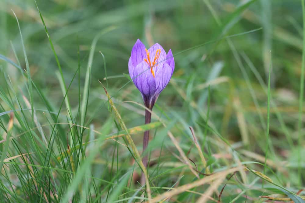 Herbstzeitlose - Colchicum autumnale