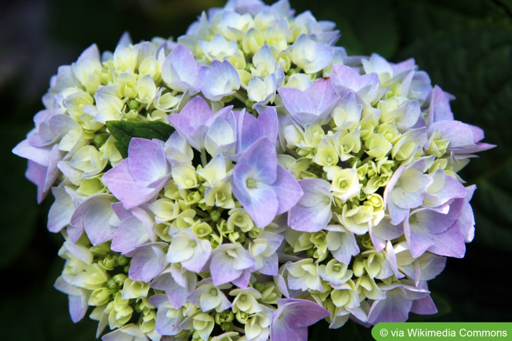Hortensie Endless Summer® Pflege und Überwintern