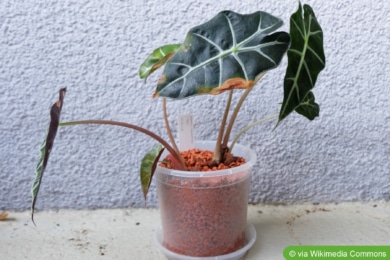 Alocasia x amazonica 'Polly' in Hydrokultur