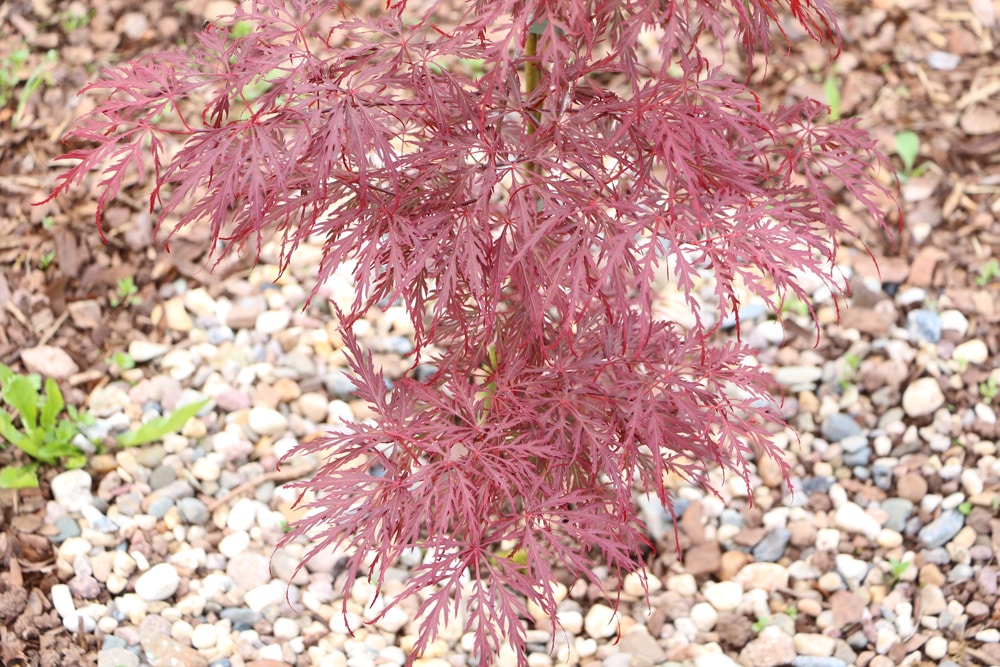 japanischer Fächerahorn - Acer palmatum