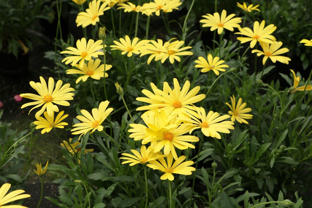 Kapkrbchen, Kapmargerite, Osteospermum - Pflege & berwintern -  Hausgarten.net
