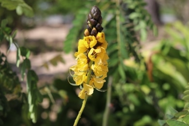 Kerzenstrauch (Senna didymobotrya)