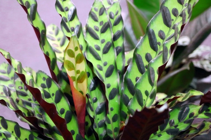 Korbmarante - Calathea lancifolia