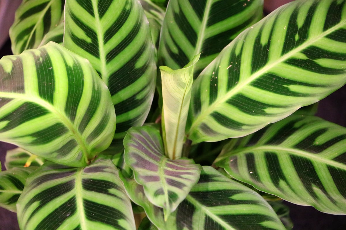 Korbmarante - Calathea makoyana