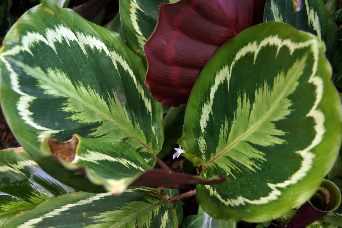 Korbmarante - Calathea medallion