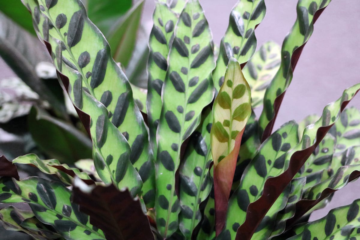 Korbmarante - Calathea rufibarba