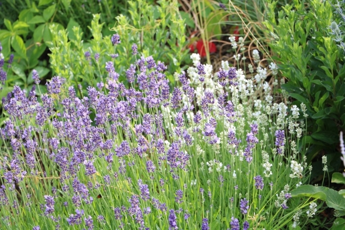 Lavendel als Beetpflanze im Bauerngarten