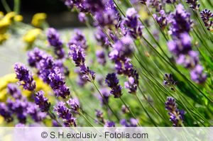 Lavendel macht sich sehr gut als Beetpflanze im Bauerngarten