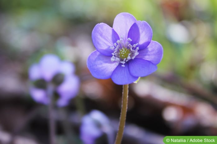 Leberblümchen (Hepatica)