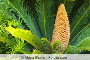 Palmfarn